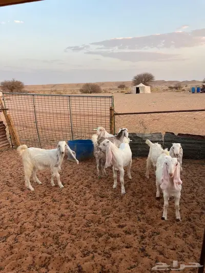 جفار 6