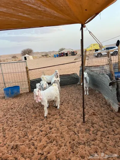 جفار 8