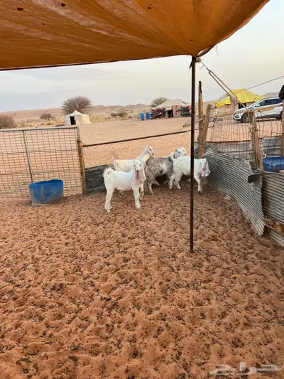جفار 4