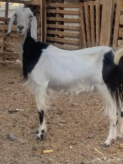 معزا مع فحلها العدد 5 ثنيه وسديس وتامه من 750 13