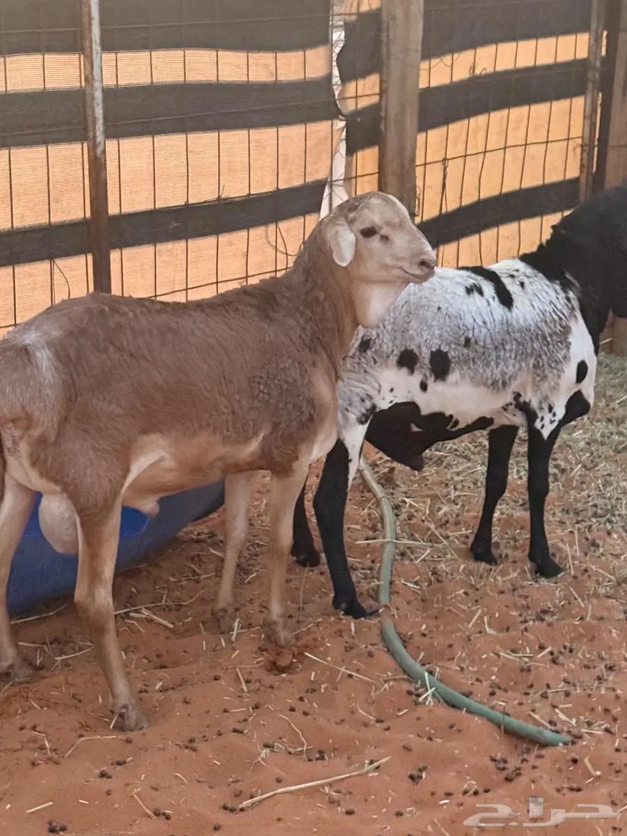 خروفين برابر بلدي ( انتاج هنا ) 4