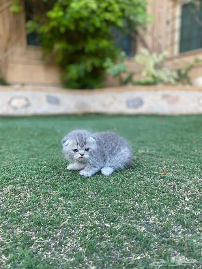 سكوتش فولد مطعمين للبيع لايوجد تبني 2