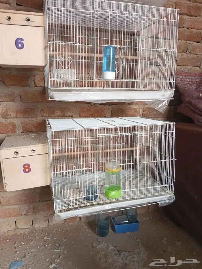 اجواز البينو منتجه 2