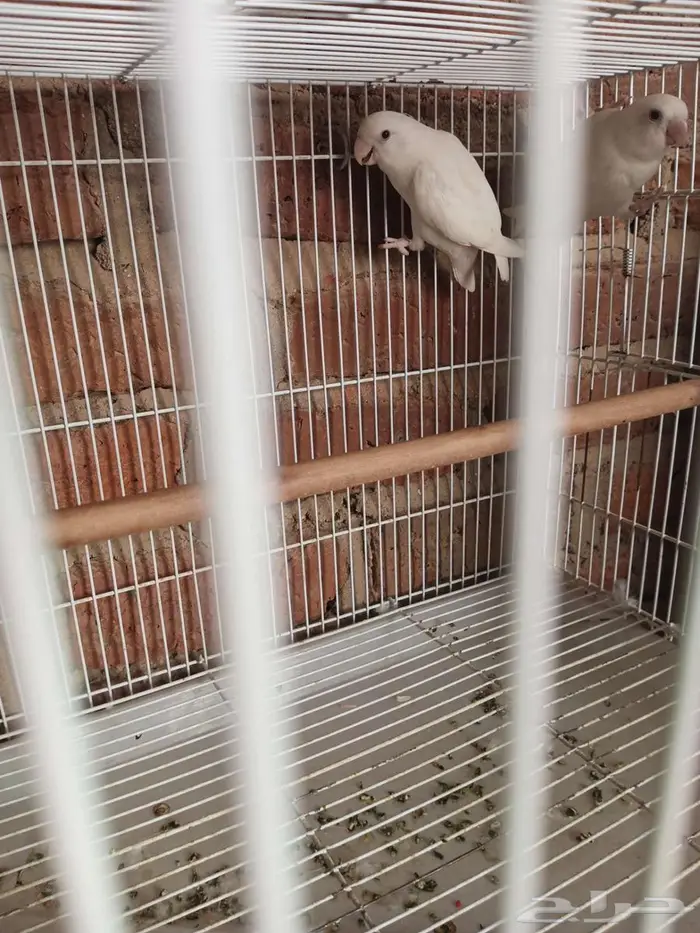 اجواز البينو منتجه 0