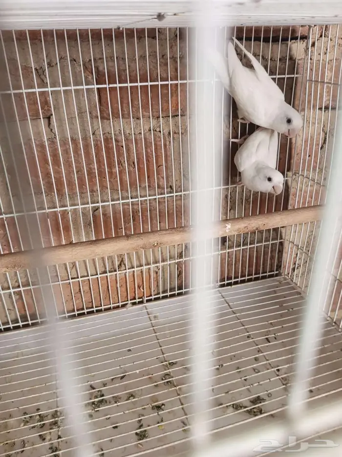 اجواز البينو منتجه 1