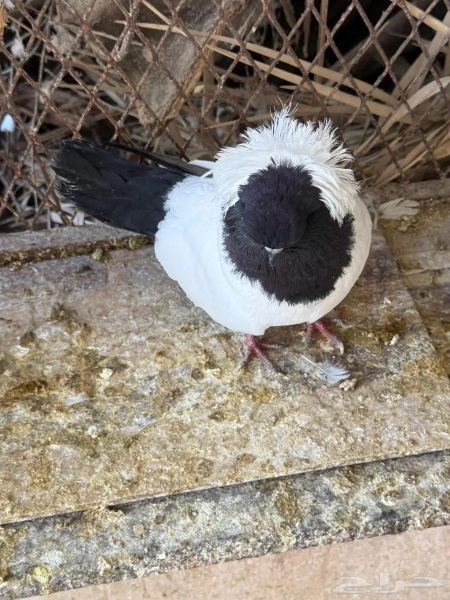 جوز حمام سوداني للبيع 9