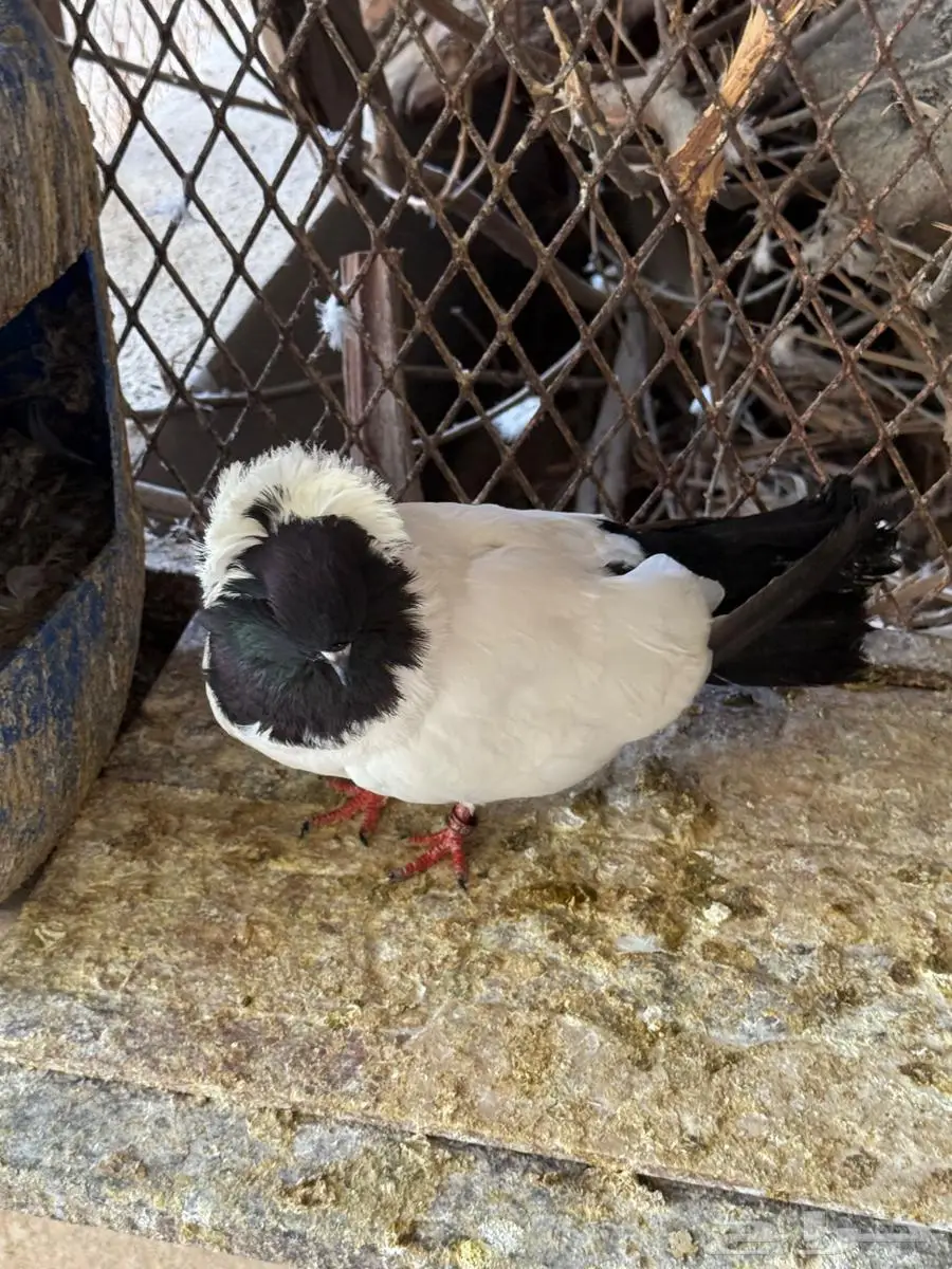 جوز حمام سوداني للبيع 6