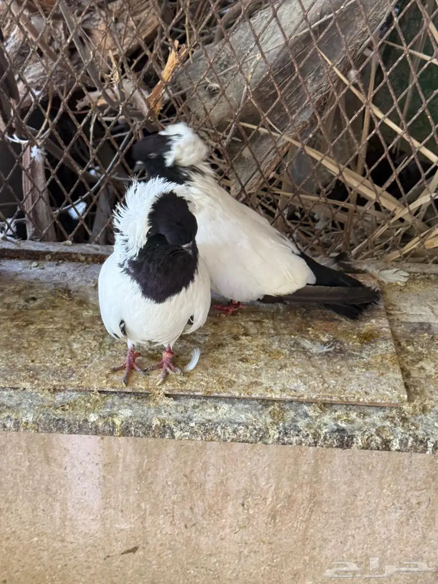 جوز حمام سوداني للبيع 7