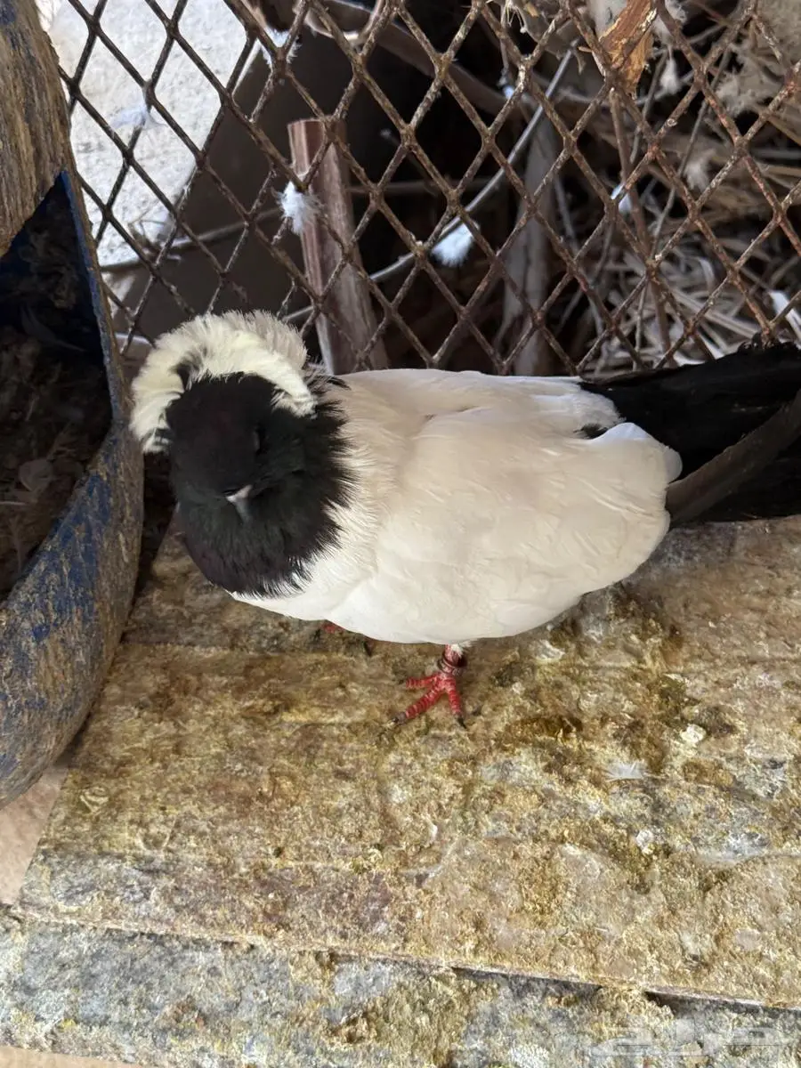 جوز حمام سوداني للبيع 5
