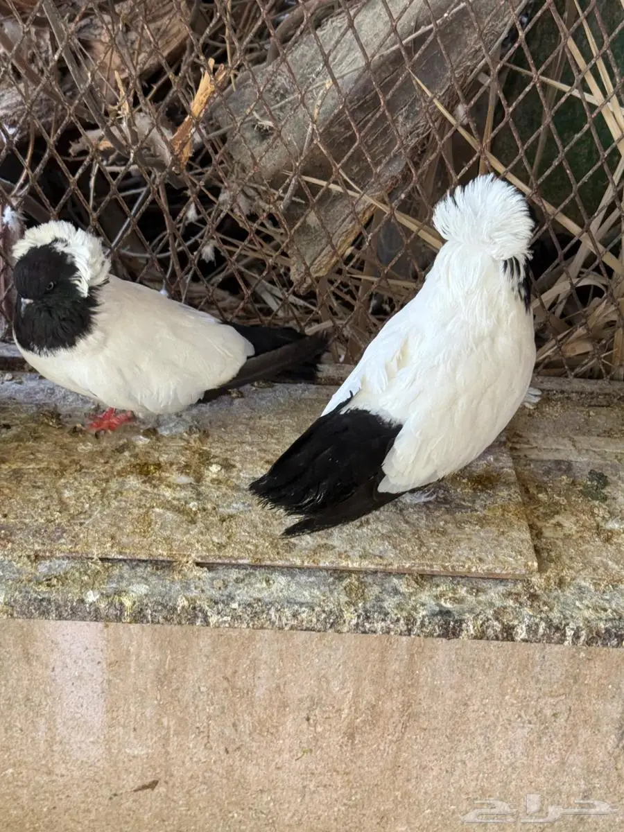 جوز حمام سوداني للبيع 10
