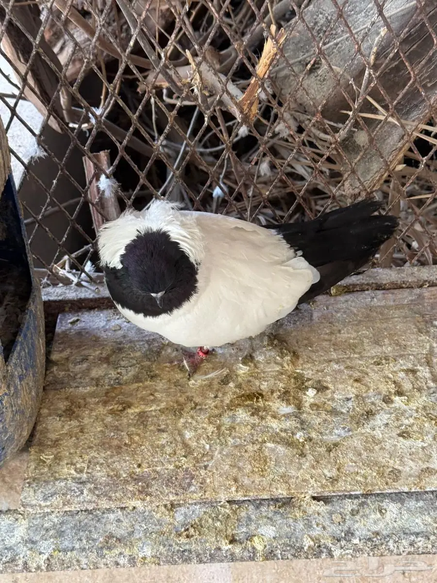 جوز حمام سوداني للبيع 11