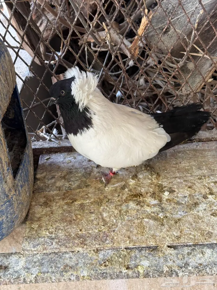جوز حمام سوداني للبيع 12