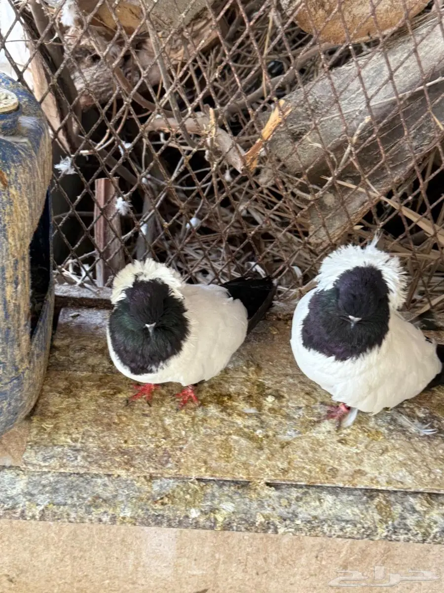 جوز حمام سوداني للبيع 15