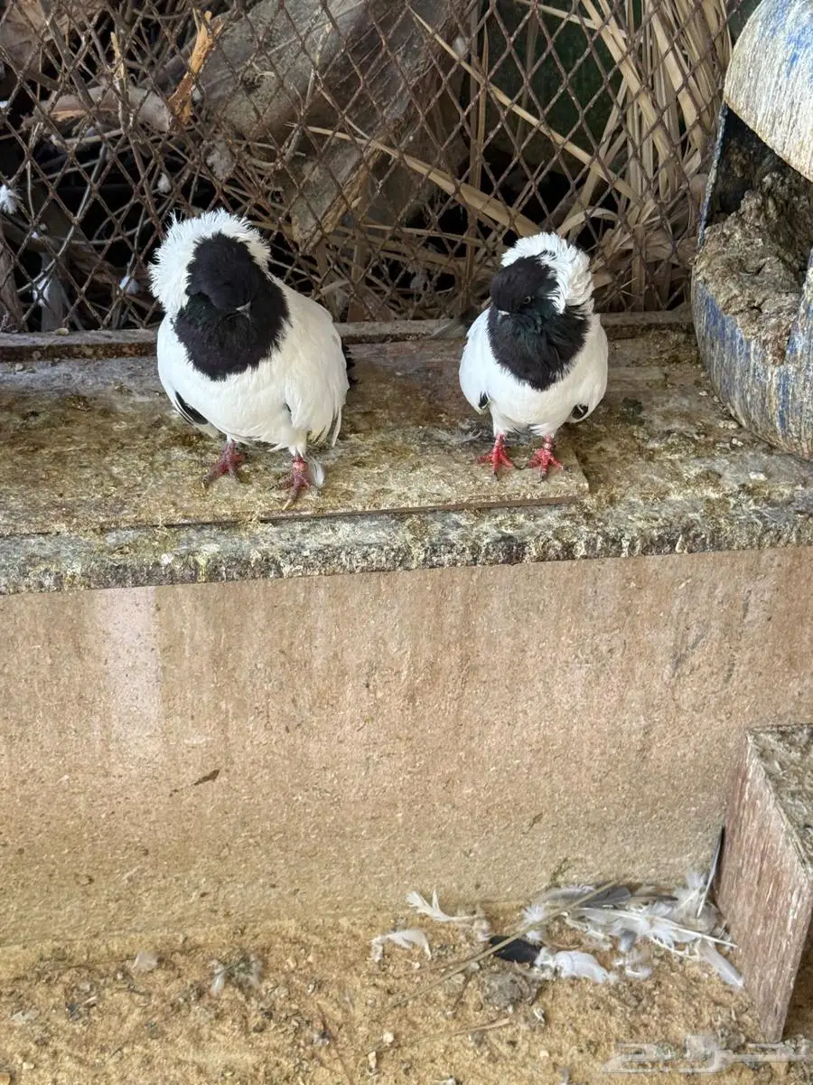 جوز حمام سوداني للبيع 14