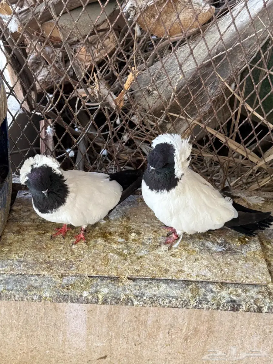 جوز حمام سوداني للبيع 17