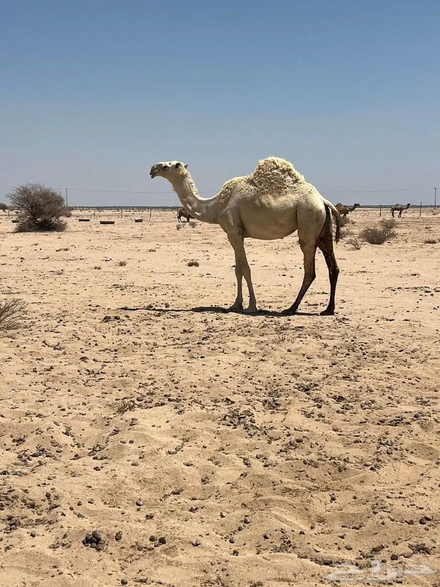 وضحا رمانية كفو ثنيه حايل 0