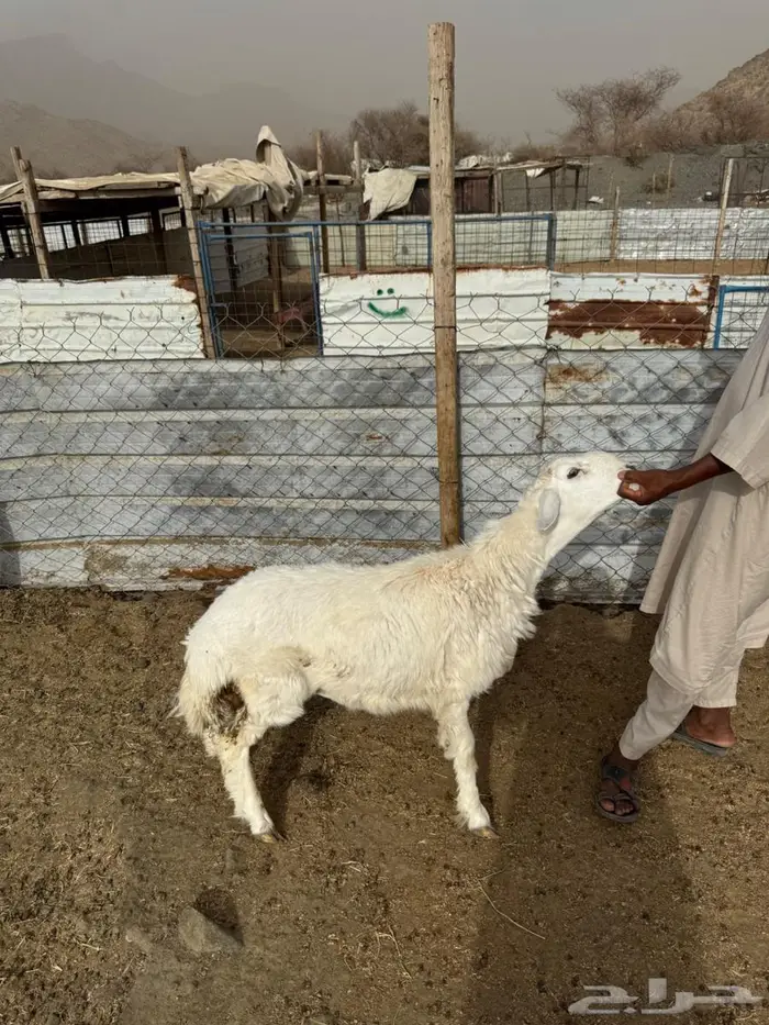 طلي حري للثلاجة ولا مناسبة ب1350 فقط 0