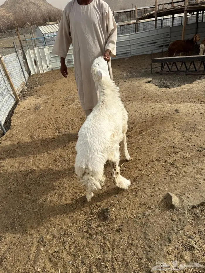 طلي حري للثلاجة ولا مناسبة ب1350 فقط 1