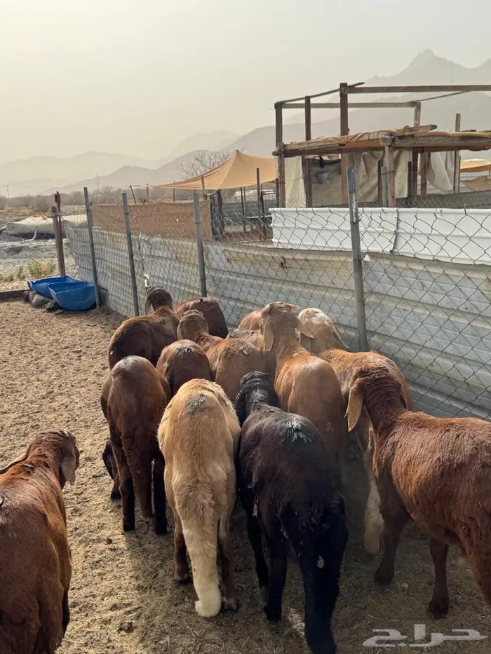 تم البيع سواكن جذعان تربية البيع جملة وتفريد 0