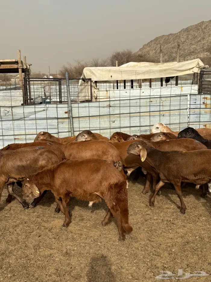 تم البيع سواكن جذعان تربية البيع جملة وتفريد 2