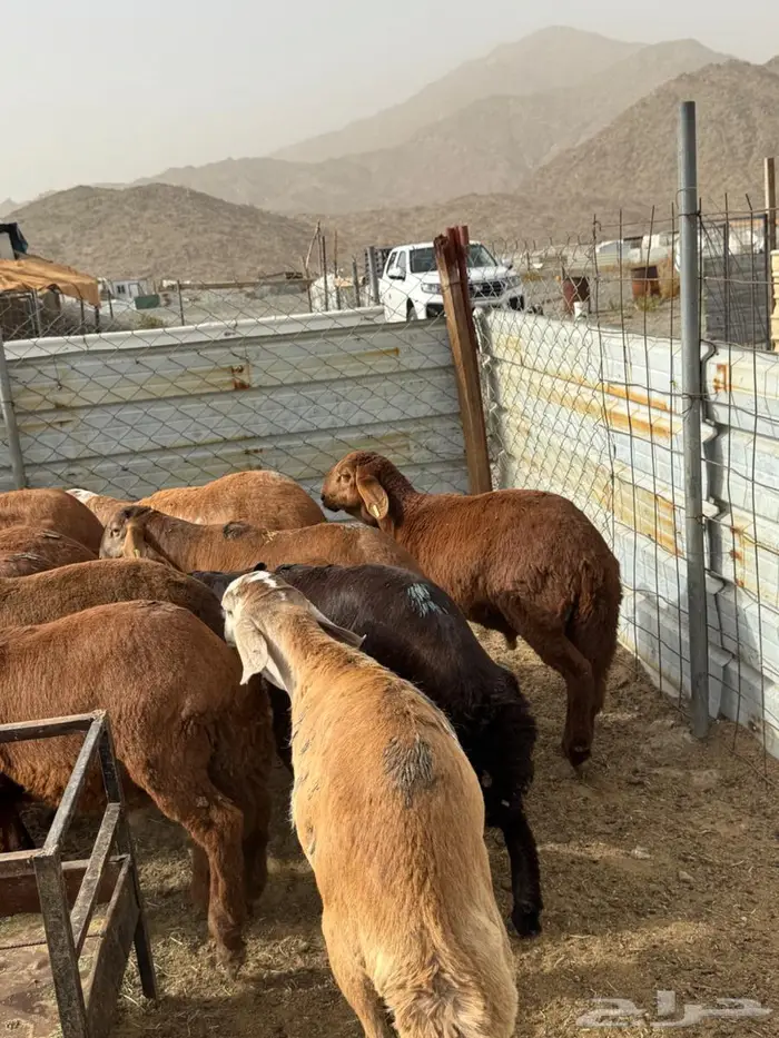 تم البيع سواكن جذعان تربية البيع جملة وتفريد 1