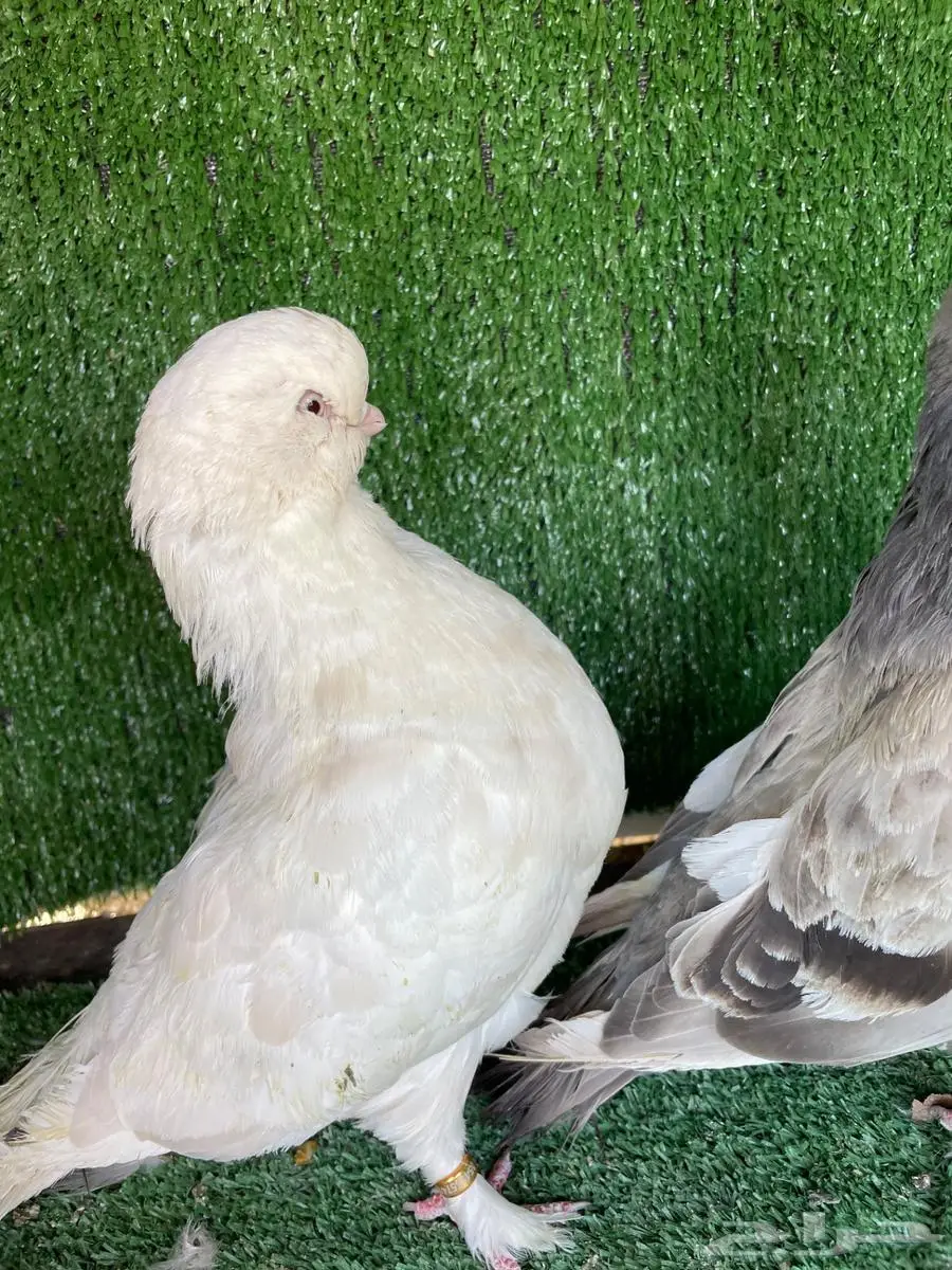 ثلاث اجواز لونق 7