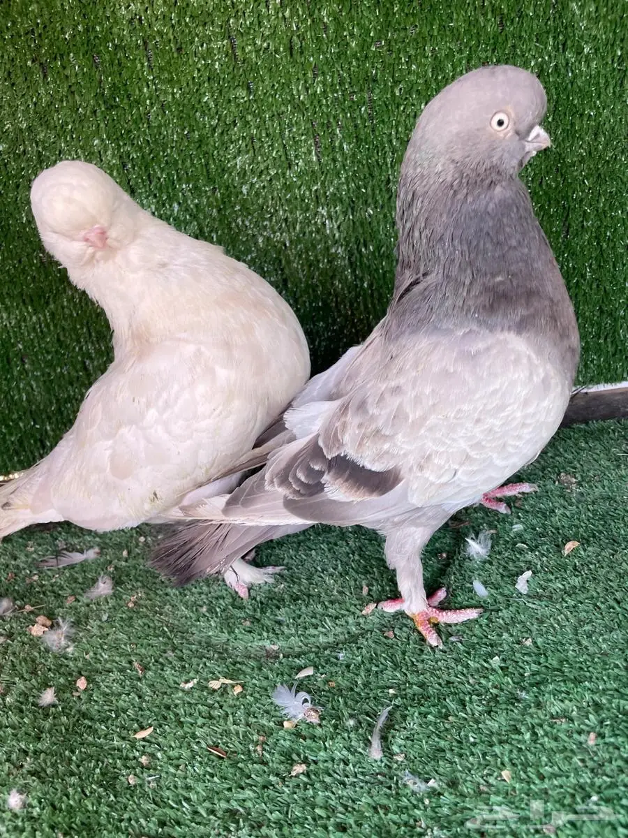 ثلاث اجواز لونق 8