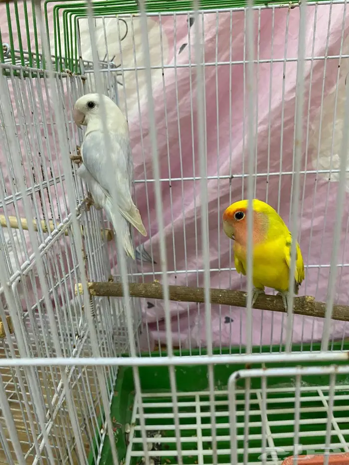اجوز روز منتجين 0