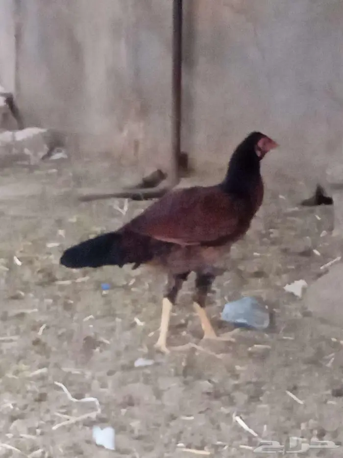 دجاج للبيع 1