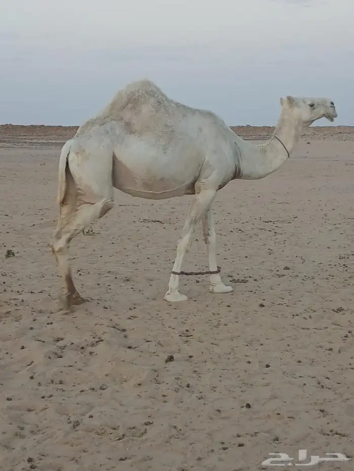 ناقة حايل الرياض طريق القطار 3