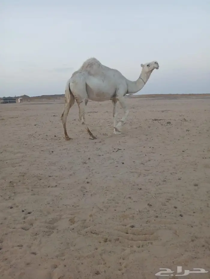 ناقة حايل الرياض طريق القطار 2