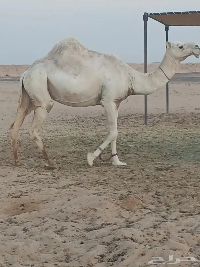 ناقة حايل الرياض طريق القطار 7