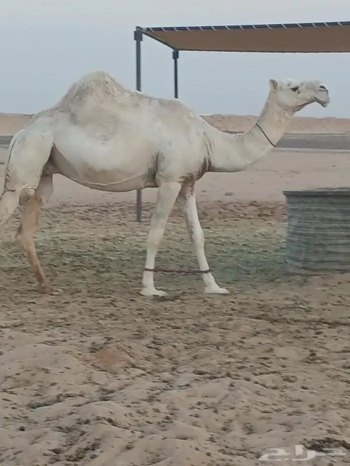 ناقة حايل الرياض طريق القطار 0