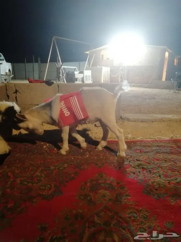 تيس قزمي للبيع ذكر 0