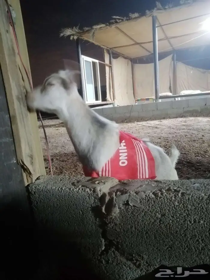 تيس قزمي للبيع ذكر 1