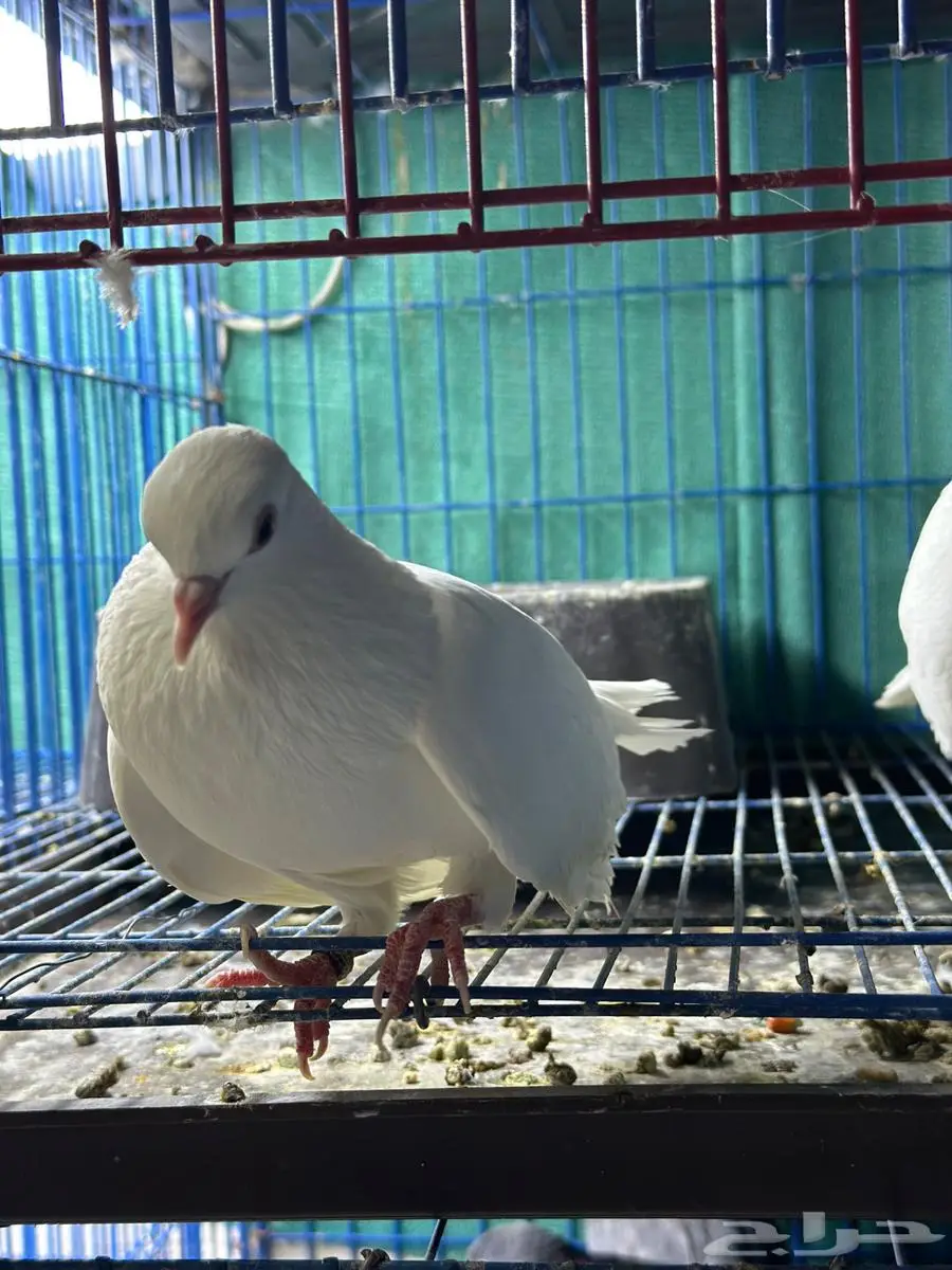 جوز صنعاوي اصل سلاله طيبه ابيض 1