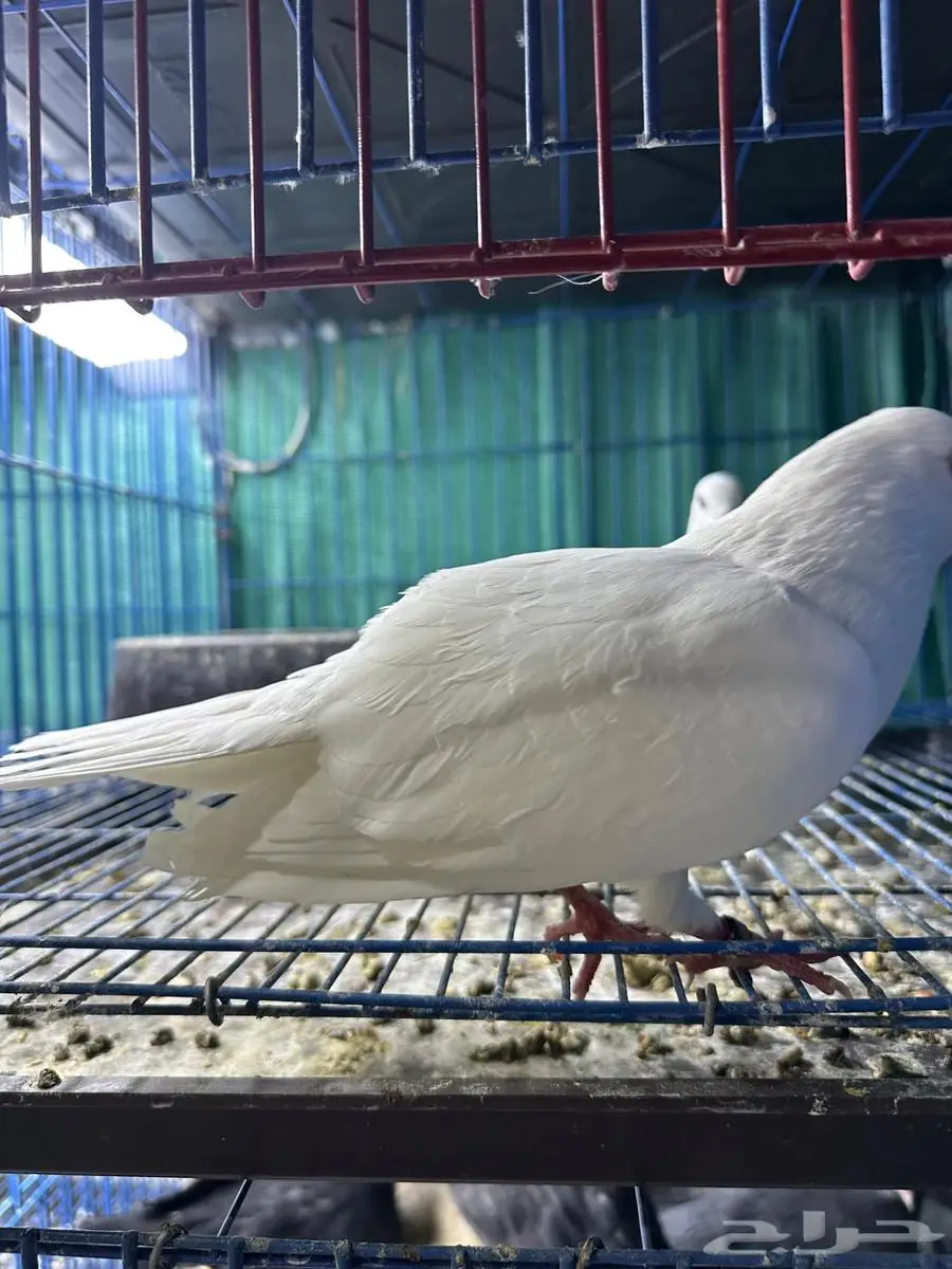 جوز صنعاوي اصل سلاله طيبه ابيض 4