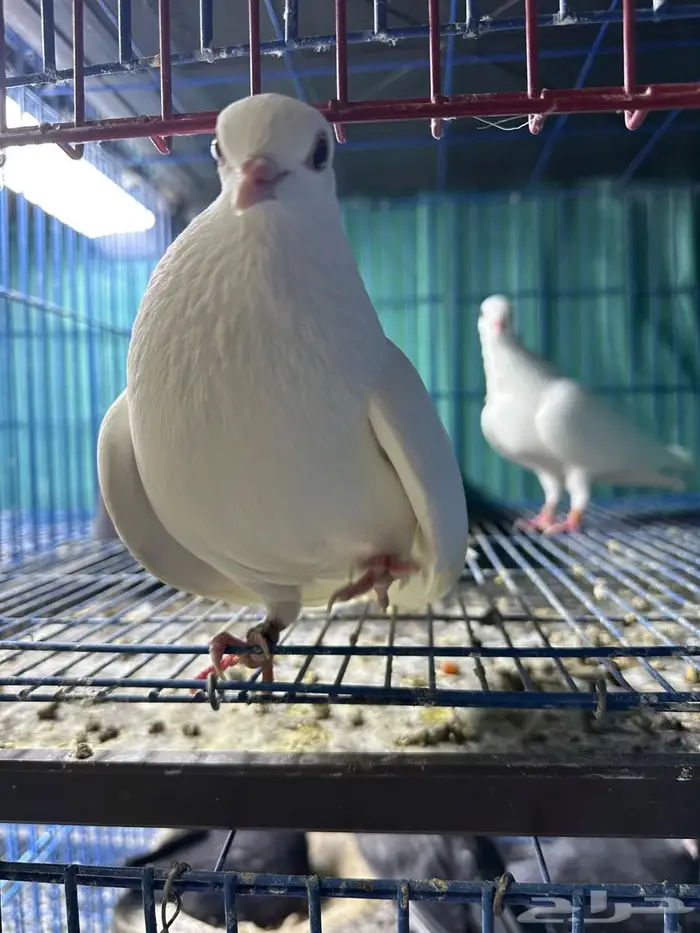 جوز صنعاوي اصل سلاله طيبه ابيض 2