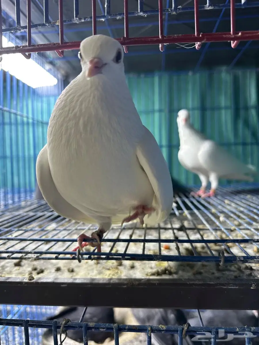 جوز صنعاوي اصل سلاله طيبه ابيض 2