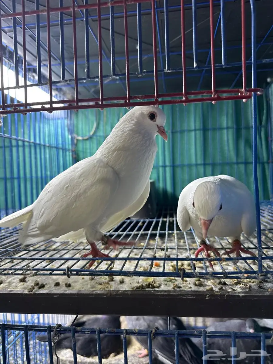 جوز صنعاوي اصل سلاله طيبه ابيض 3