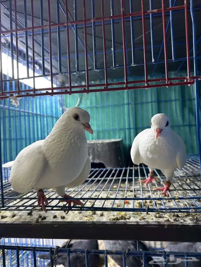 جوز صنعاوي اصل سلاله طيبه ابيض 0