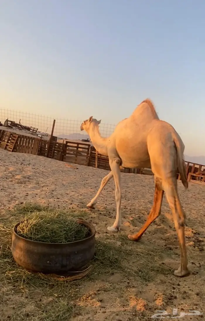 للبيع بكره فل شحم طيبه بلحيل 0