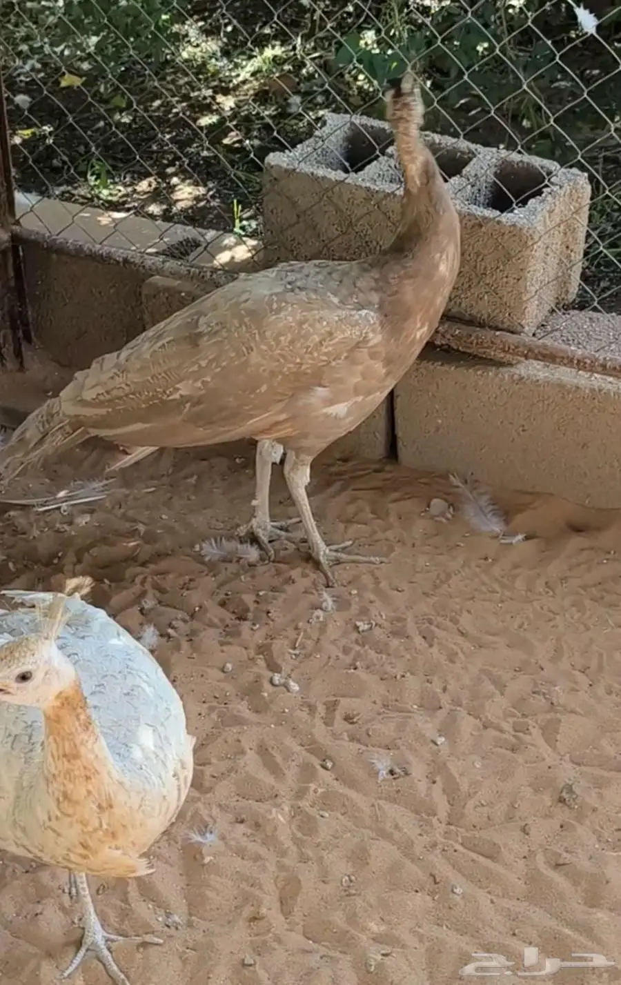 جوز طاووس أو طاؤوس نادر 1