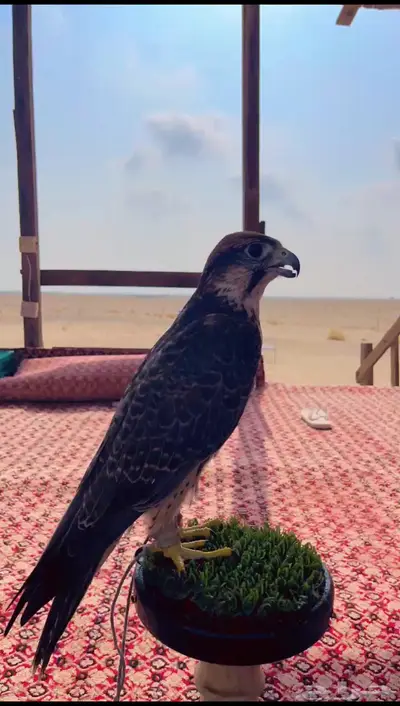 وكري قرناسه طرح السودان 0