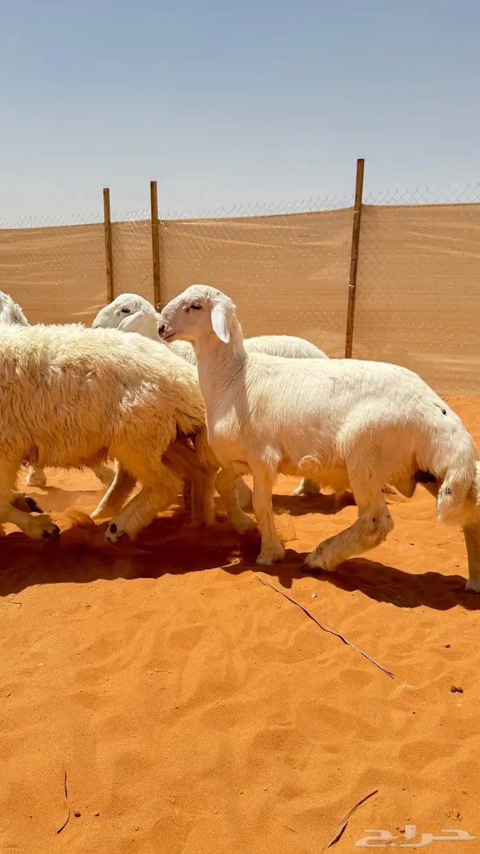 العبدالله للذبايح 1