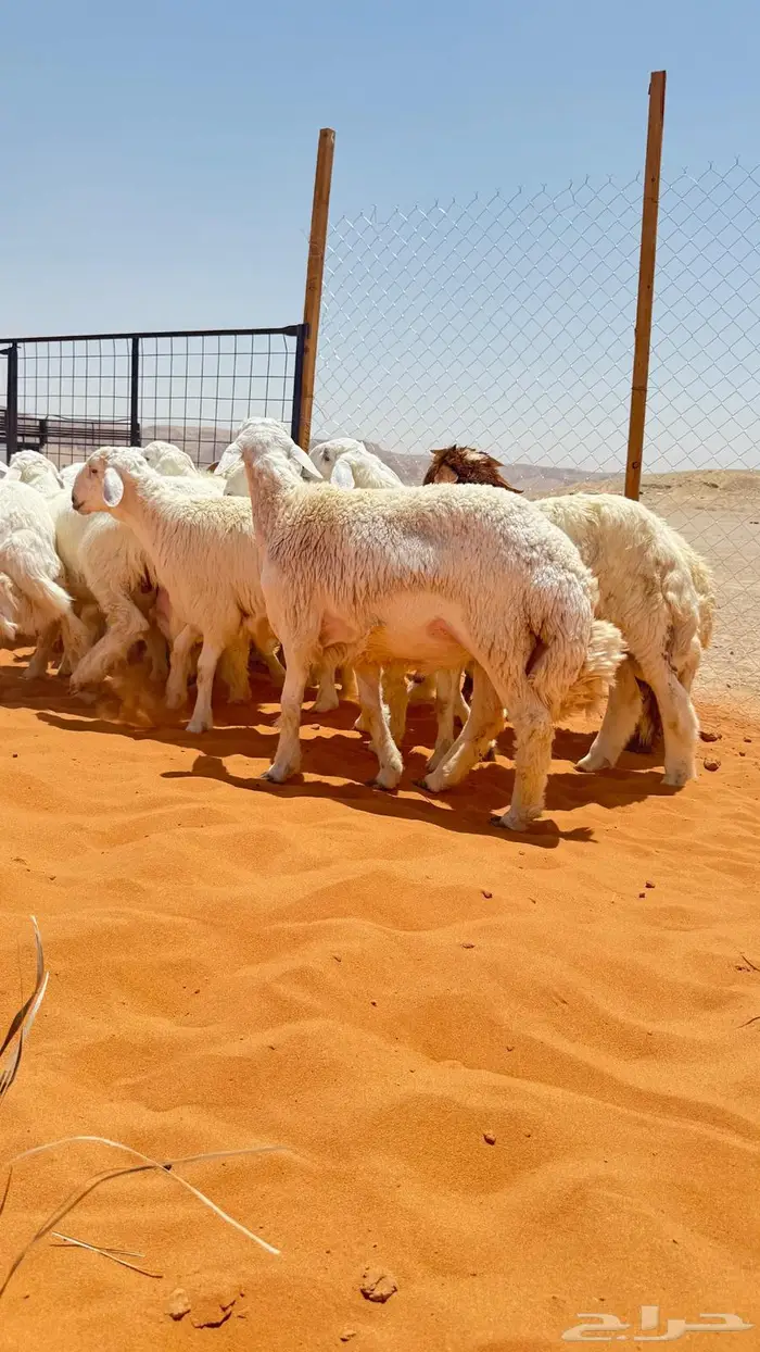 العبدالله للذبايح 2