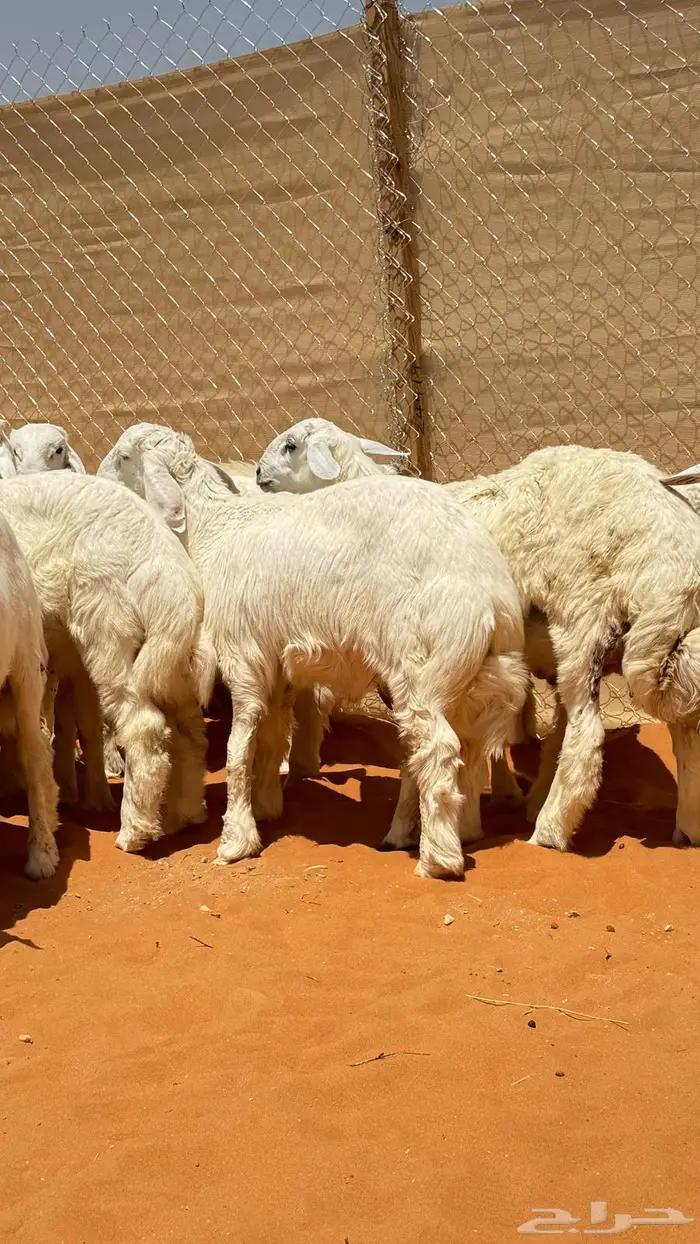 العبدالله للذبايح 4