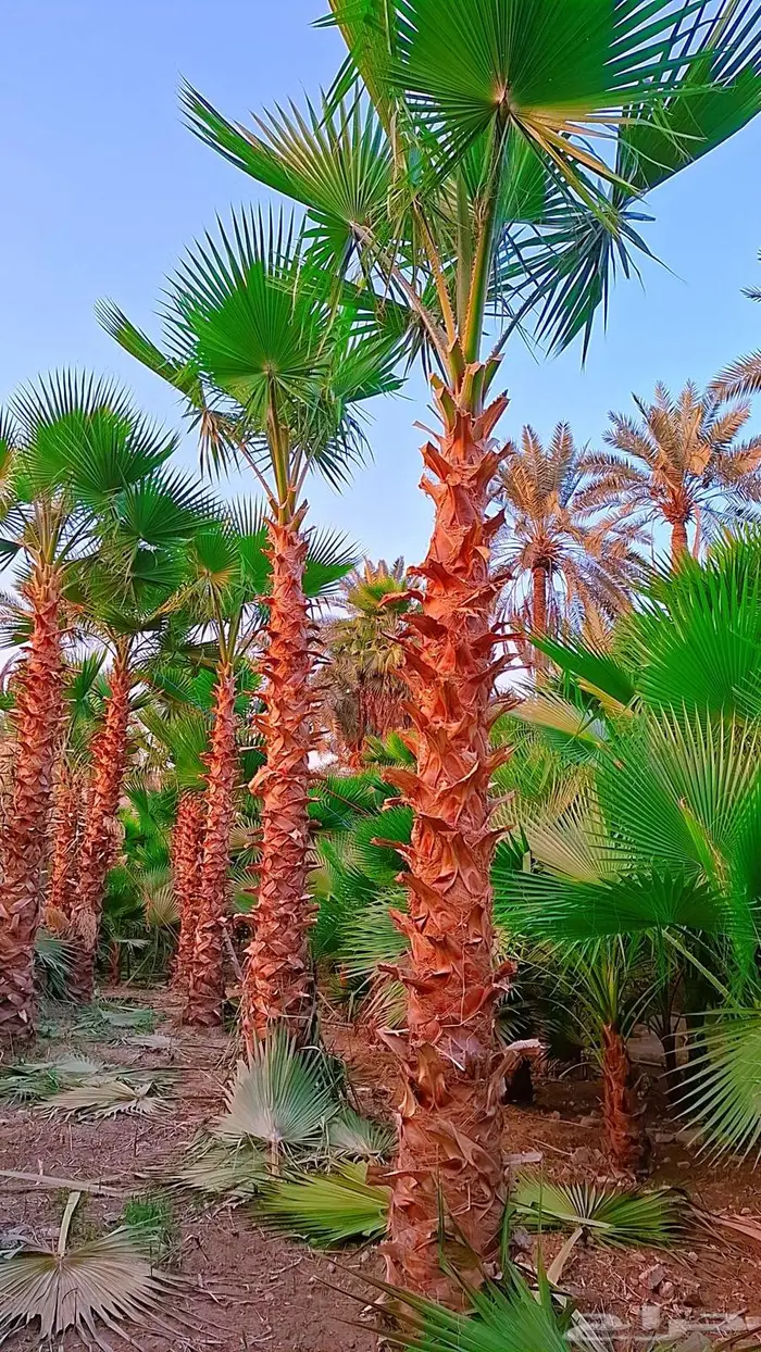 نخيل واشنطني زينه 14