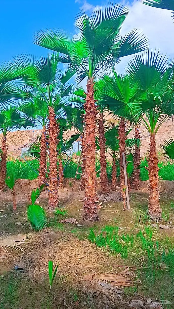 نخيل واشنطني زينه 16
