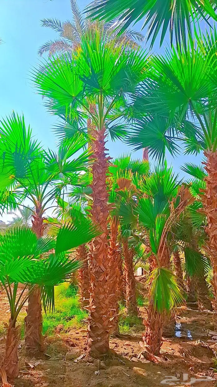 نخيل واشنطني زينه 15